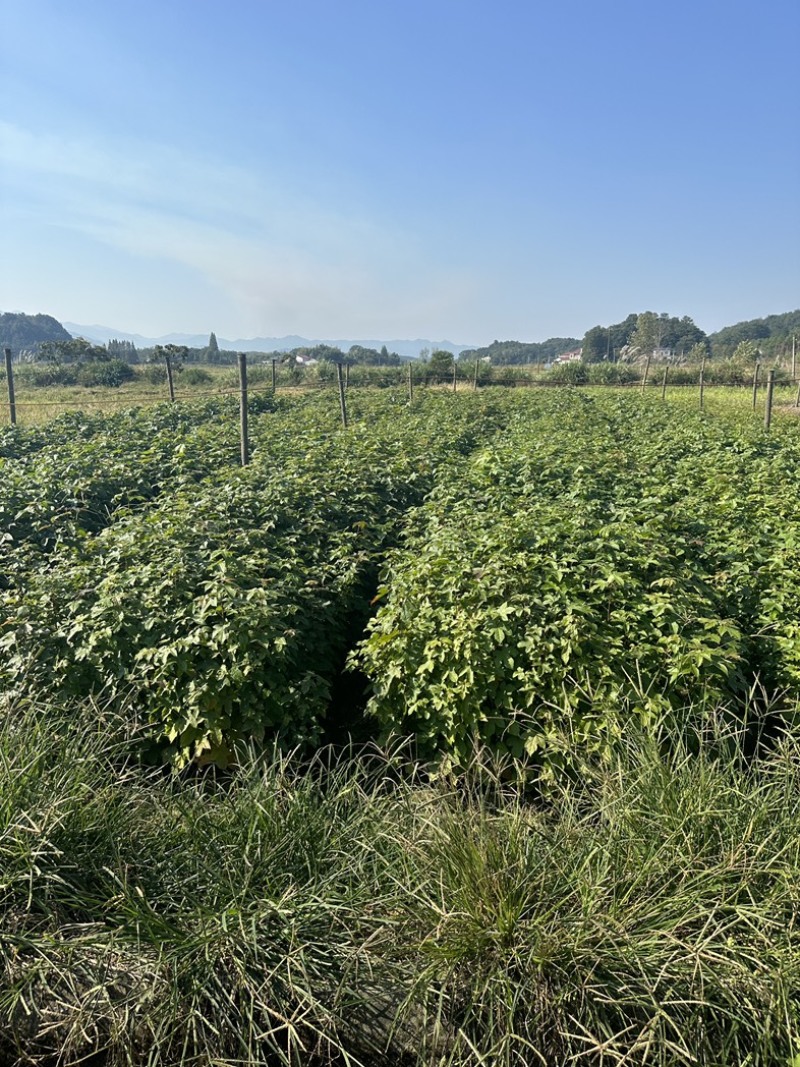 枫香杯苗