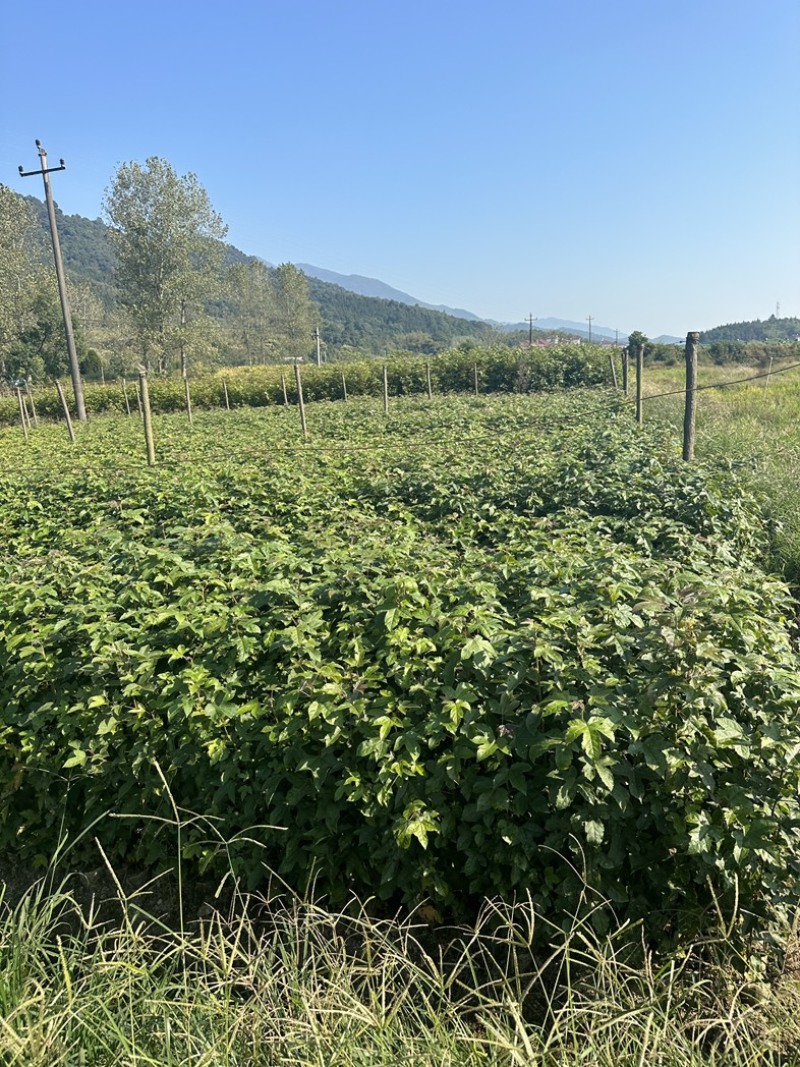 枫香杯苗