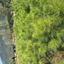 湿地松杯苗