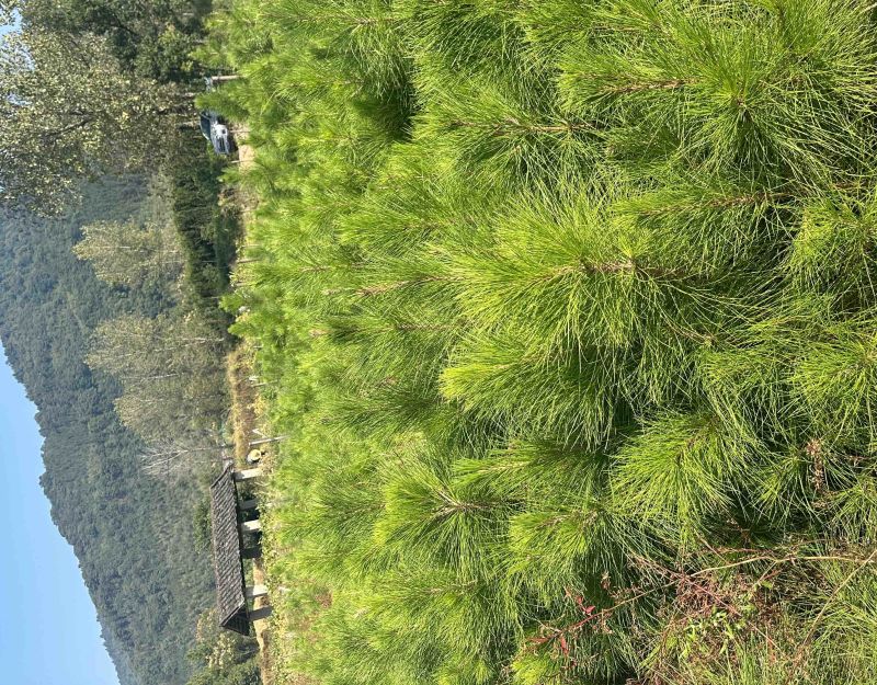 湿地松杯苗