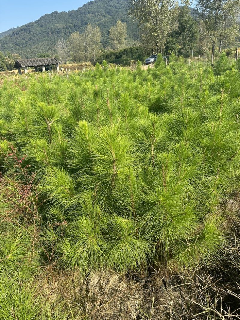 湿地松杯苗