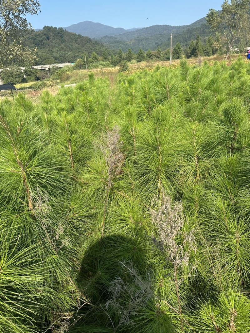 湿地松杯苗