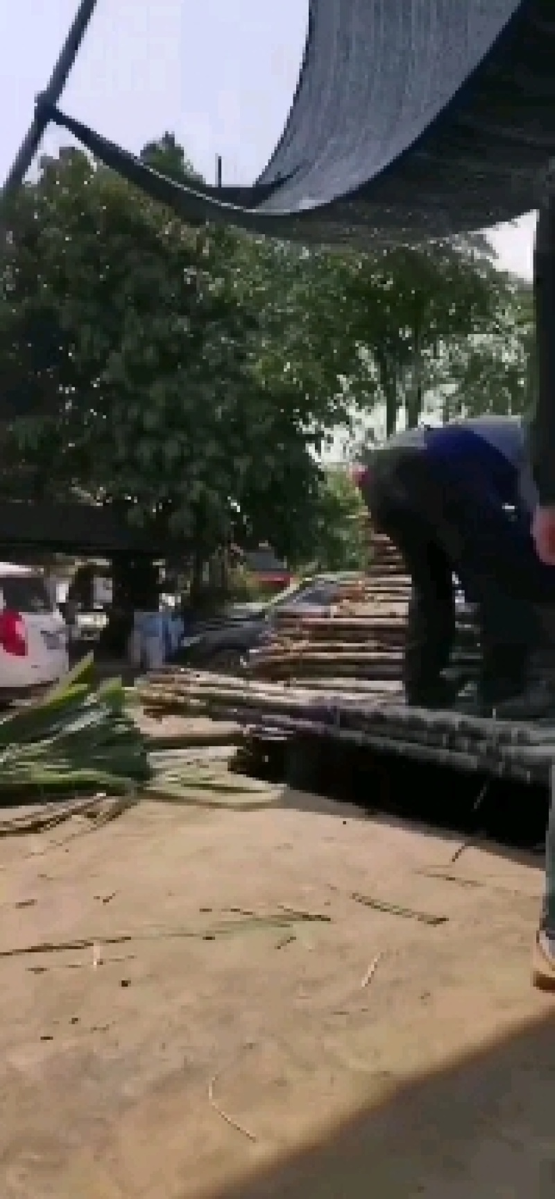 云南普洱景谷黑皮甘蔗3米上下量大皮薄好剥少裂无棉心打捆按需拣