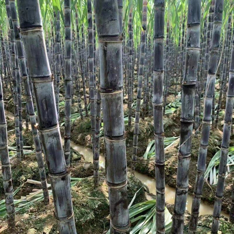 云南普洱景谷黑皮甘蔗3米上下量大皮薄好剥少裂无棉心打捆按需拣