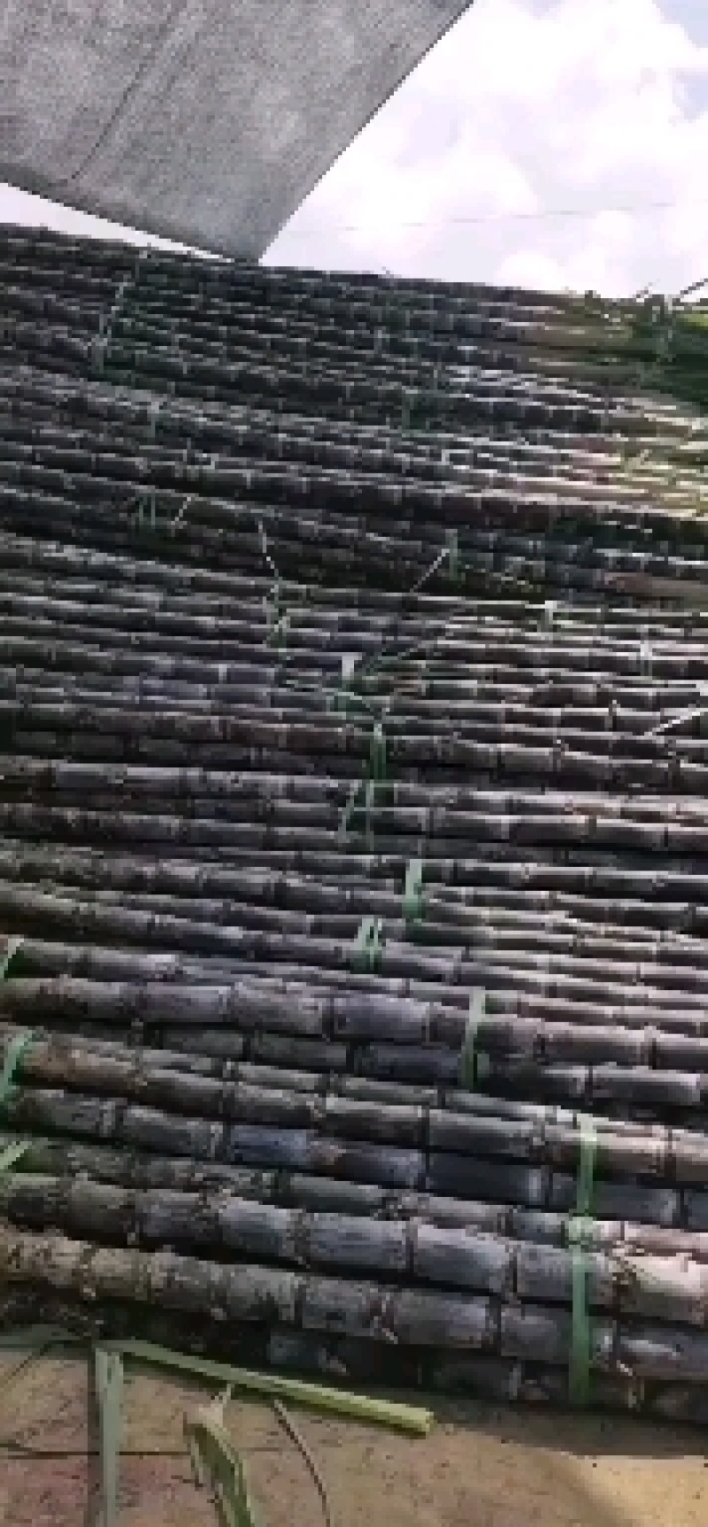 云南普洱景谷黑皮甘蔗3米上下量大皮薄好剥少裂无棉心打捆按需拣