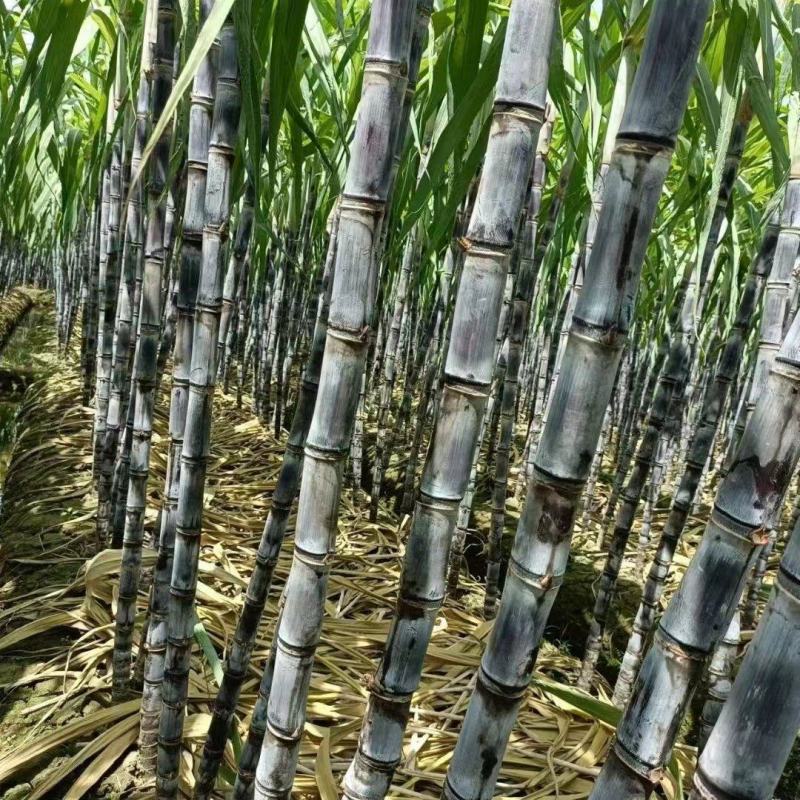 云南普洱景谷黑皮甘蔗3米上下量大皮薄好剥少裂无棉心打捆按需拣