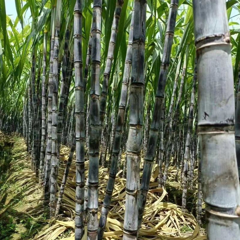 云南普洱景谷黑皮甘蔗3米上下量大皮薄好剥少裂无棉心打捆按需拣