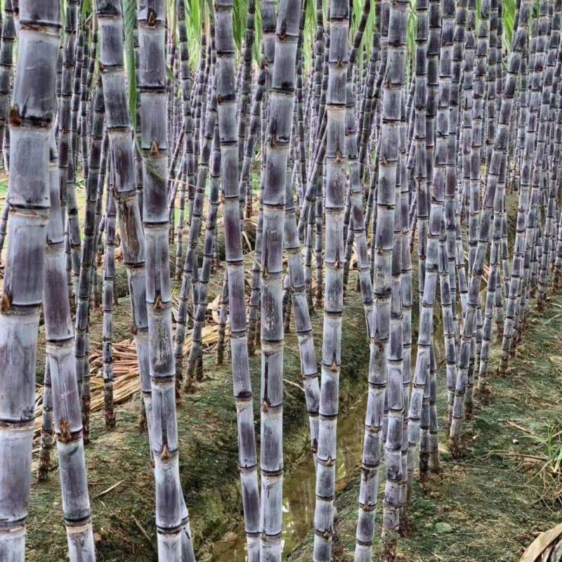 云南普洱景谷黑皮甘蔗3米上下量大皮薄好剥少裂无棉心打捆按需拣