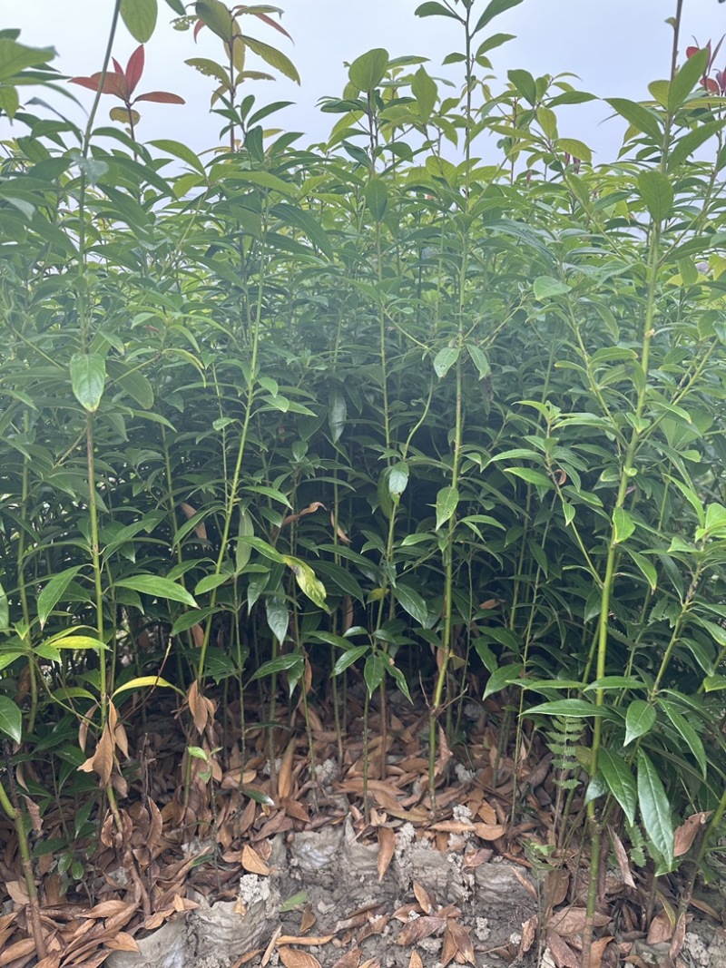 楠木杯苗