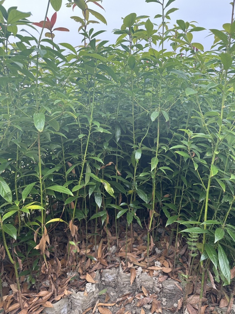 楠木杯苗