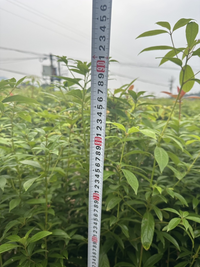 楠木杯苗