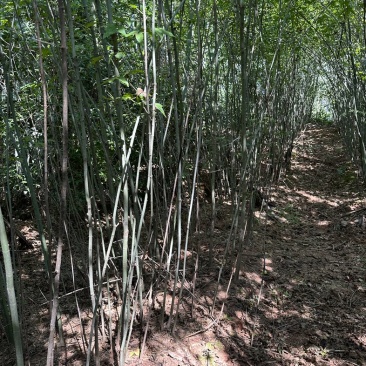 3公分杜英
