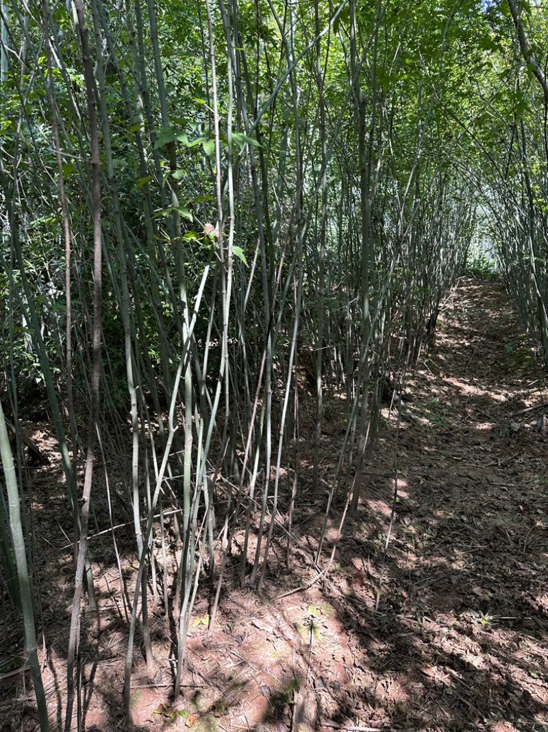 3公分杜英