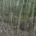 3公分杜英