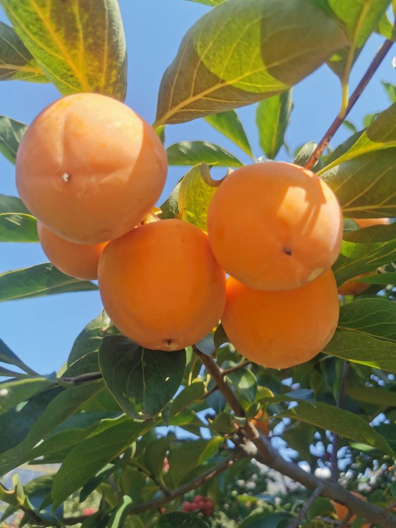 柿子鲜果采摘倒计时