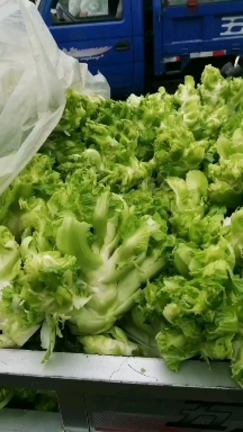 砀山精品儿菜，娃娃个头大，一手货源保质保量，万亩基地随到随装