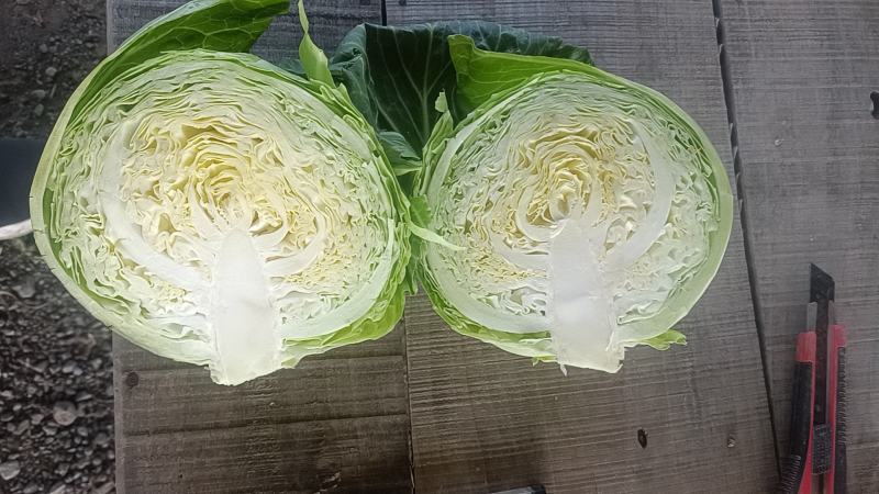 保定清苑供应甘蓝。质量保证，无烧心，无黑点