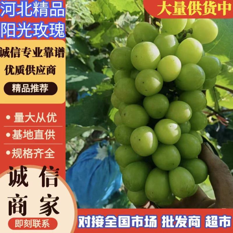 河北阳光玫瑰葡萄口感香甜，产地直供颗粒大果面干净