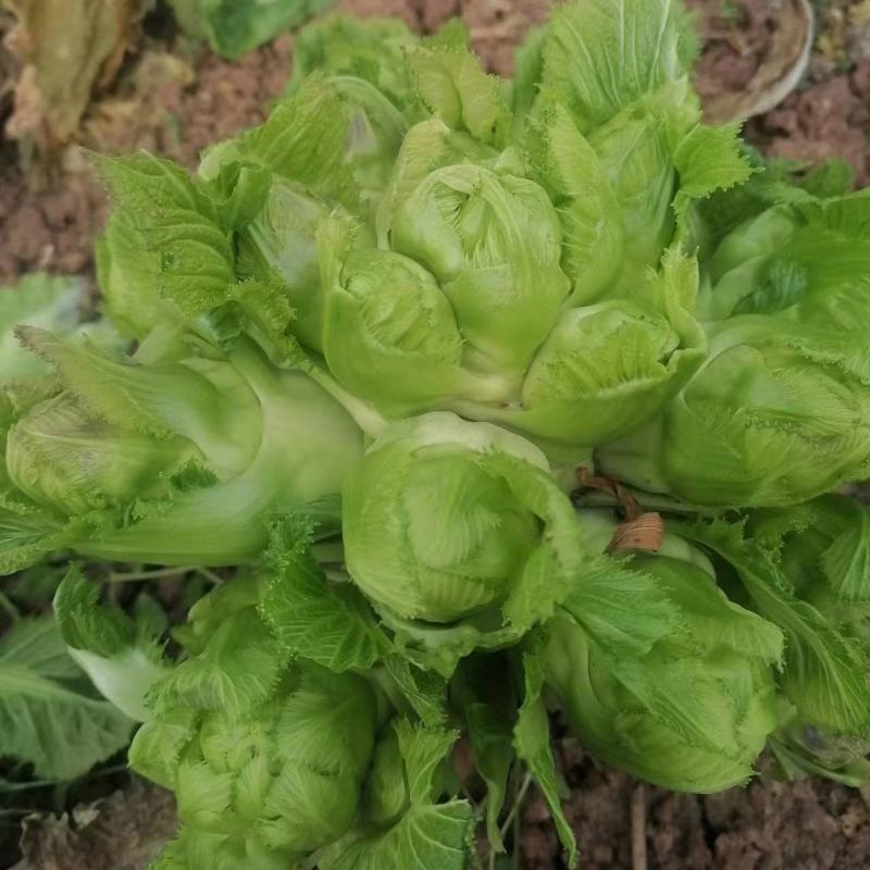 四川基地大量供应儿菜，抱儿菜，娃娃菜，万亩基地供货6个月