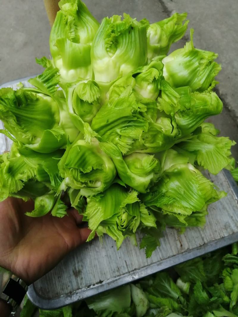 四川基地大量供应儿菜，抱儿菜，娃娃菜，万亩基地供货6个月