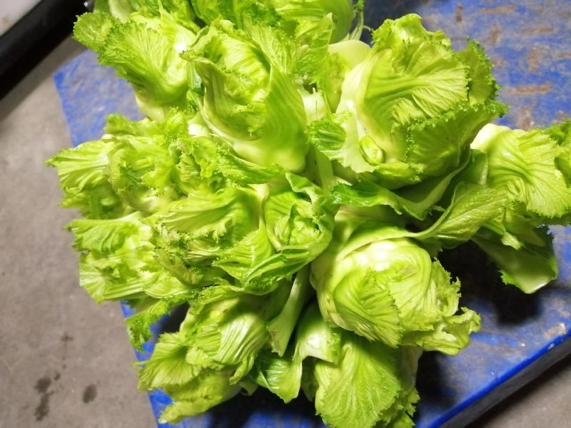 四川基地大量供应儿菜，抱儿菜，娃娃菜，万亩基地供货6个月