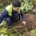 千年桐采购基地，买油桐苗请选择重庆俊尧专业油桐培育公司