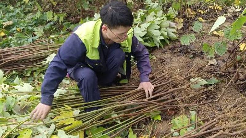 千年桐采购基地，买油桐苗请选择重庆俊尧专业油桐培育公司