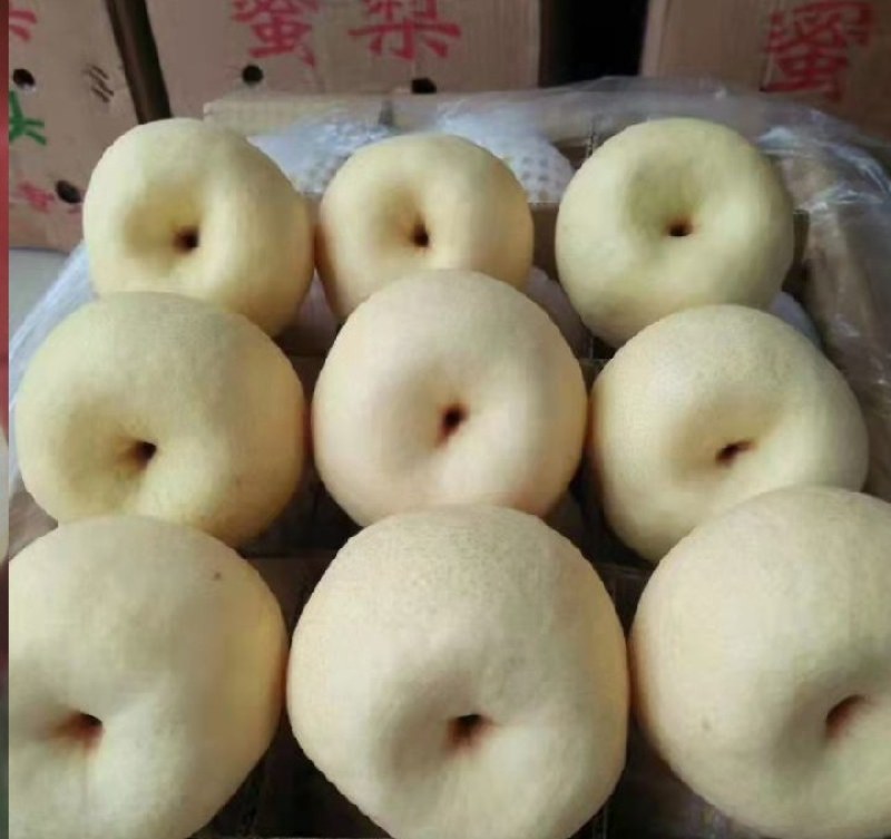 《万人合作商》纸袋酥梨口感脆甜含糖量高现货供应