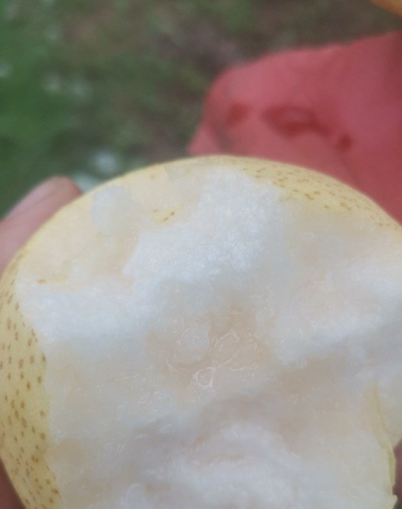 《万人合作商》纸袋酥梨口感脆甜含糖量高现货供应