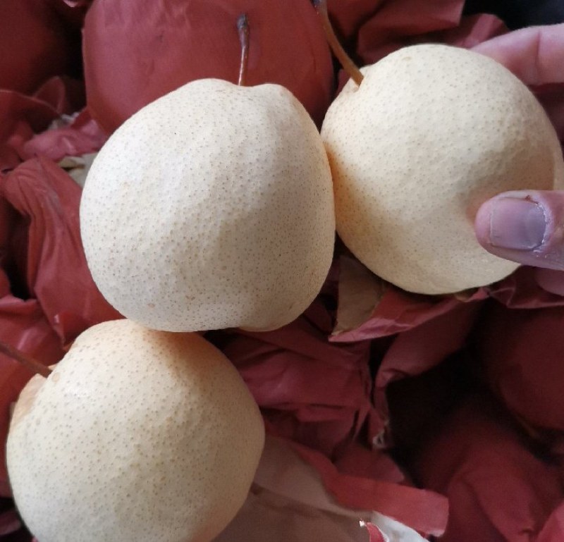 《万人合作商》纸袋酥梨口感脆甜含糖量高现货供应