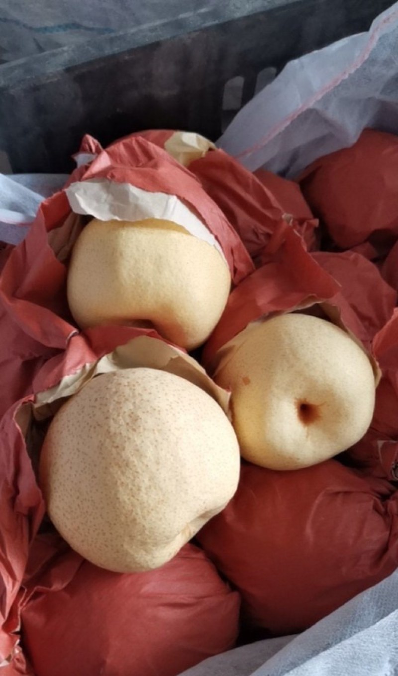 《万人合作商》纸袋酥梨口感脆甜含糖量高现货供应