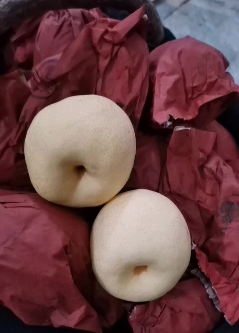《万人合作商》纸袋酥梨口感脆甜含糖量高现货供应