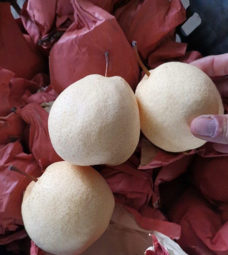 《万人合作商》纸袋酥梨口感脆甜含糖量高现货供应