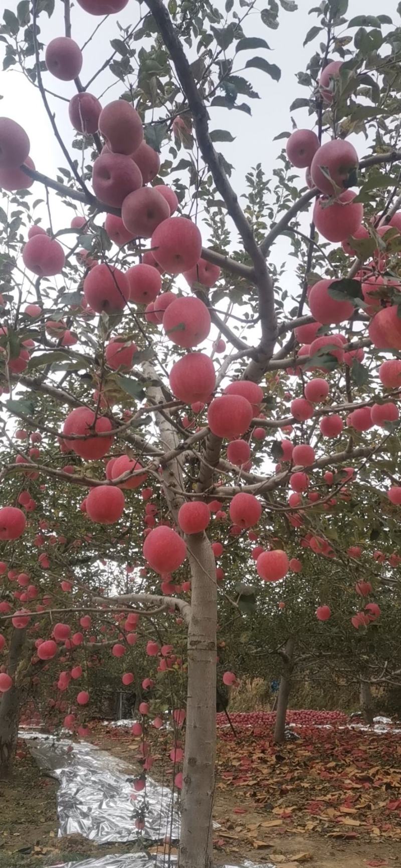 红富士苹果