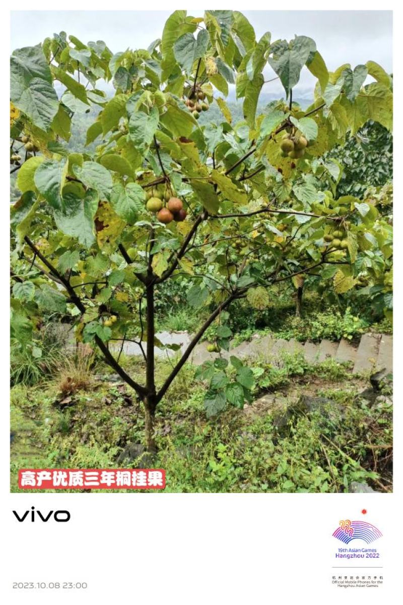油桐苗政府采购，买油桐苗请选择重庆俊尧专业油桐培育公司