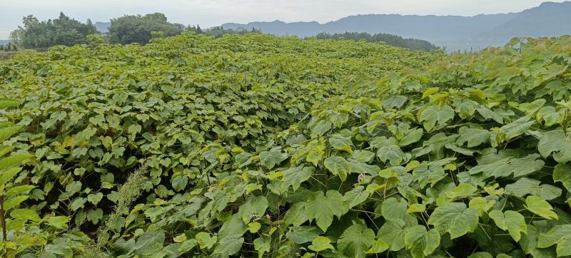 油桐苗政府采购，买油桐苗请选择重庆俊尧专业油桐培育公司