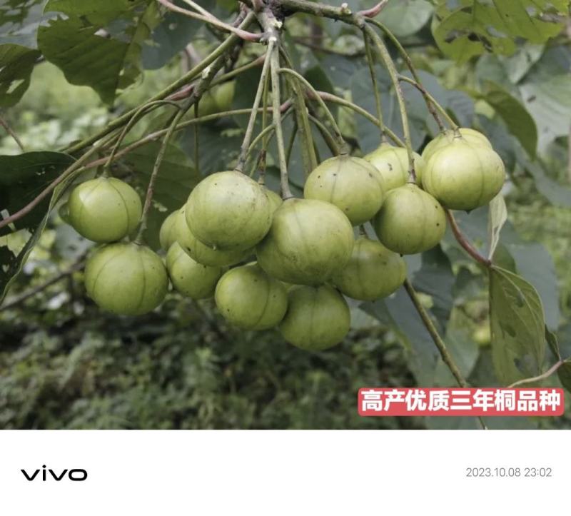 油桐苗政府采购，买油桐苗请选择重庆俊尧专业油桐培育公司