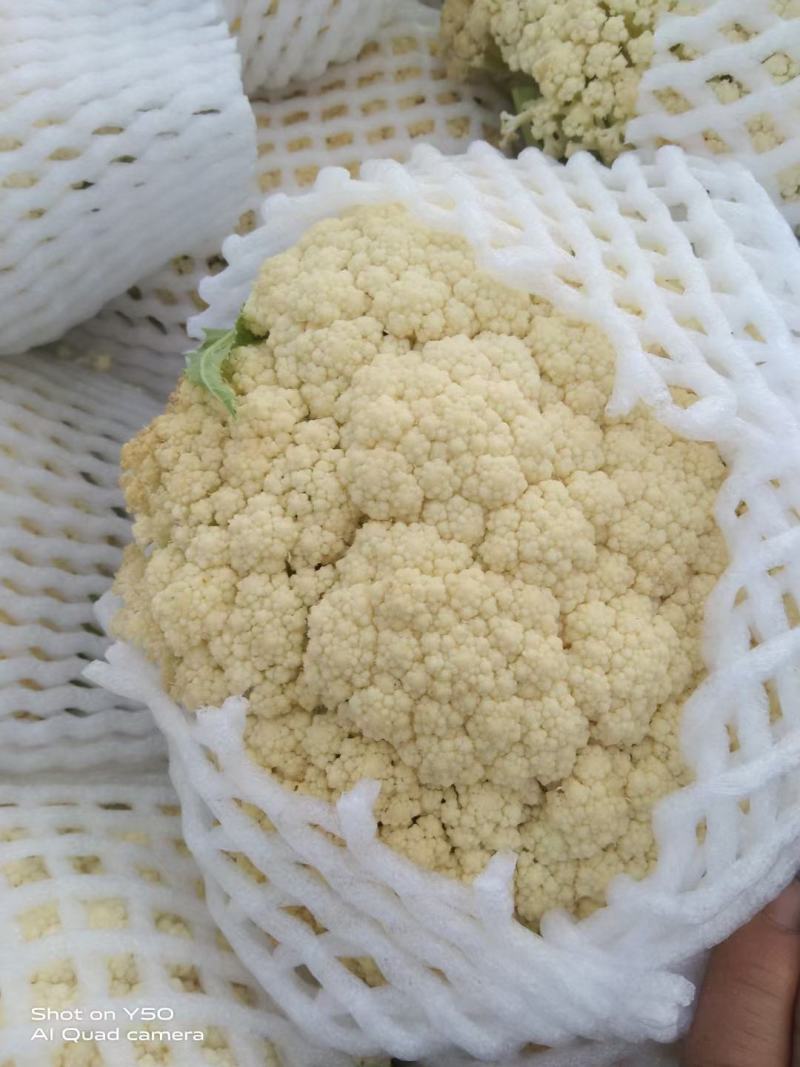 湖北天门基地种植青梗白面有机松花菜小米粒货量大个头适中有网袋