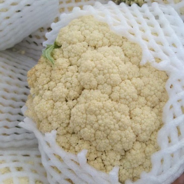 湖北天门基地种植青梗白面有机松花菜小米粒货量大个头适中有网袋