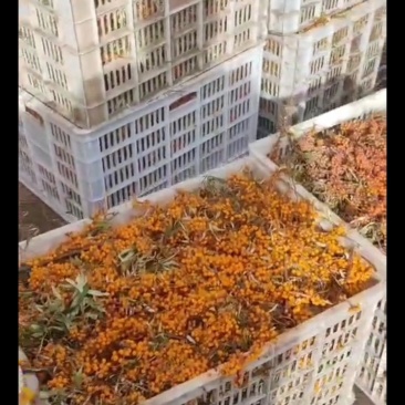内蒙沙棘果