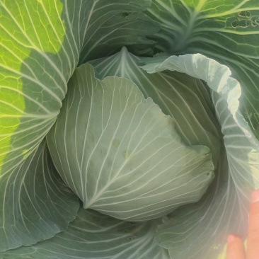 湖北天门圆包菜上市形状端正无虫眼不烧心净菜毛菜上车可以保鲜袋