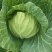湖北天门圆包菜上市形状端正无虫眼不烧心净菜毛菜上车可以保鲜袋