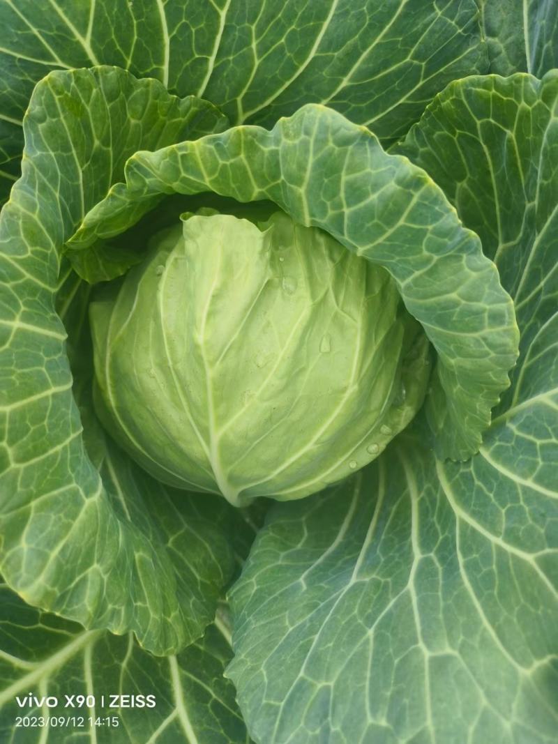 湖北天门圆包菜上市形状端正无虫眼不烧心净菜毛菜上车可以保鲜袋