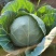 湖北天门圆包菜上市形状端正无虫眼不烧心净菜毛菜上车可以保鲜袋