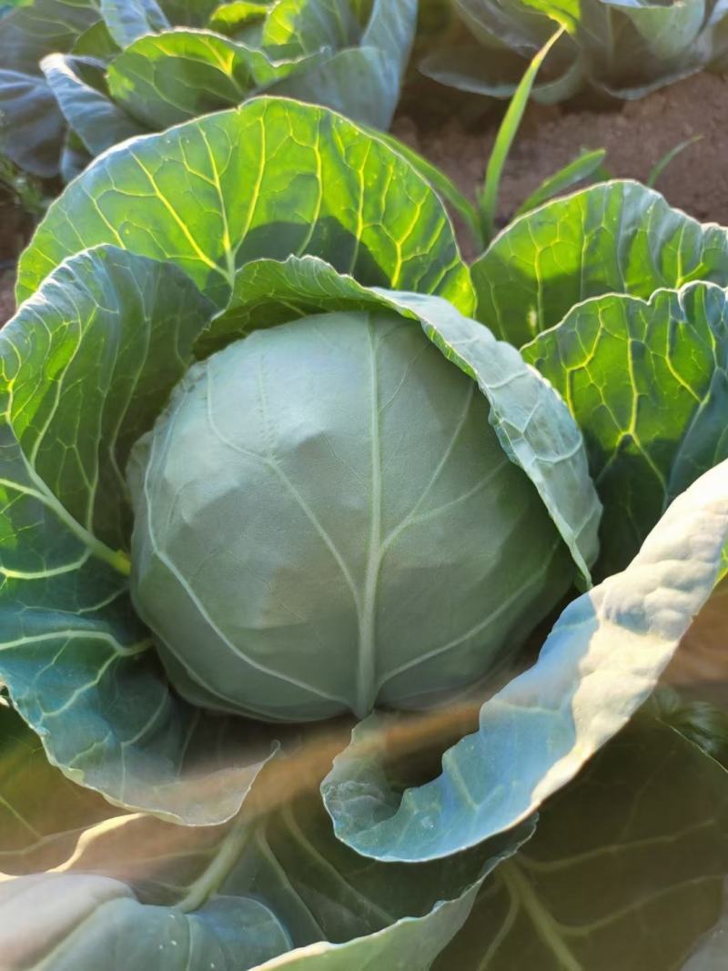湖北天门圆包菜上市形状端正无虫眼不烧心净菜毛菜上车可以保鲜袋