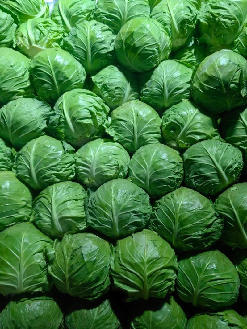 湖北天门圆包菜上市形状端正无虫眼不烧心净菜毛菜上车可以保鲜袋