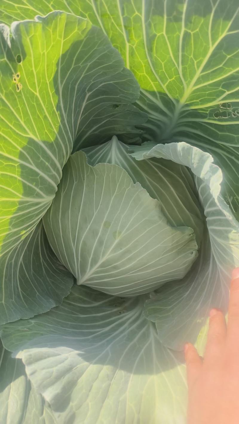 湖北天门圆包菜上市形状端正无虫眼不烧心净菜毛菜上车可以保鲜袋