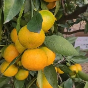 武当蜜桔