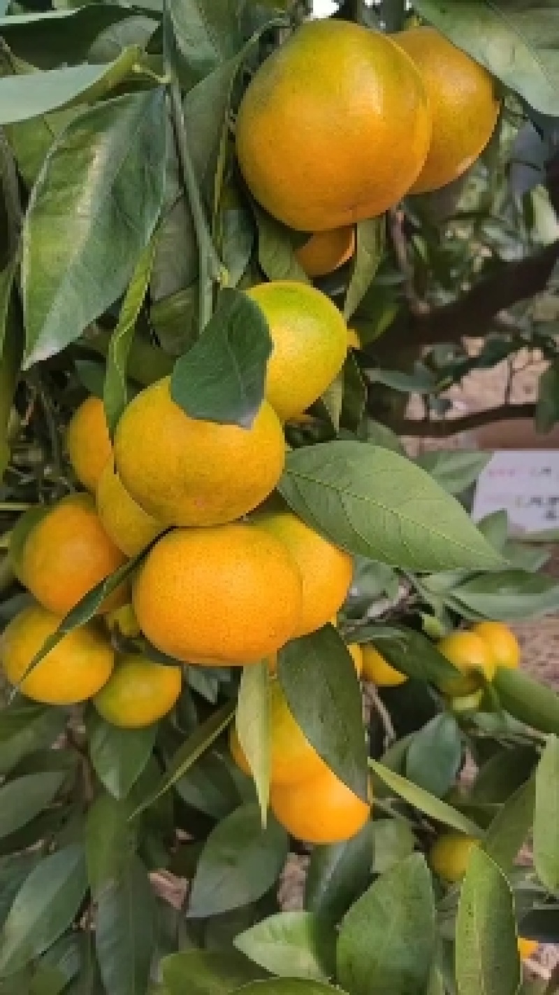 武当蜜桔