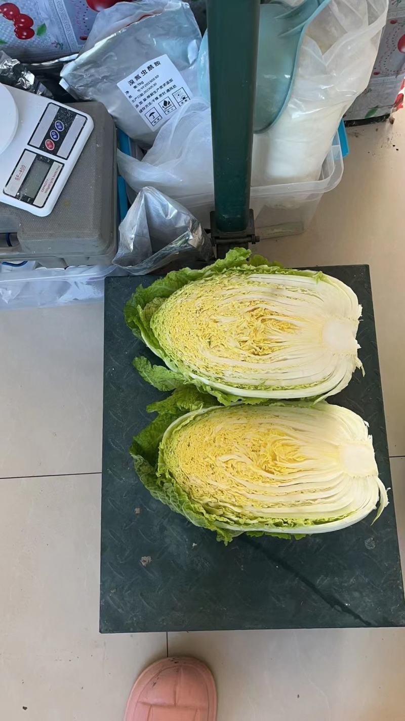 湖北天门精品黄心白菜3到5斤净菜上车个头均匀矮颗货量大备货快